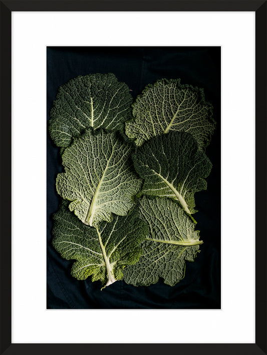 Cabbage Leaves