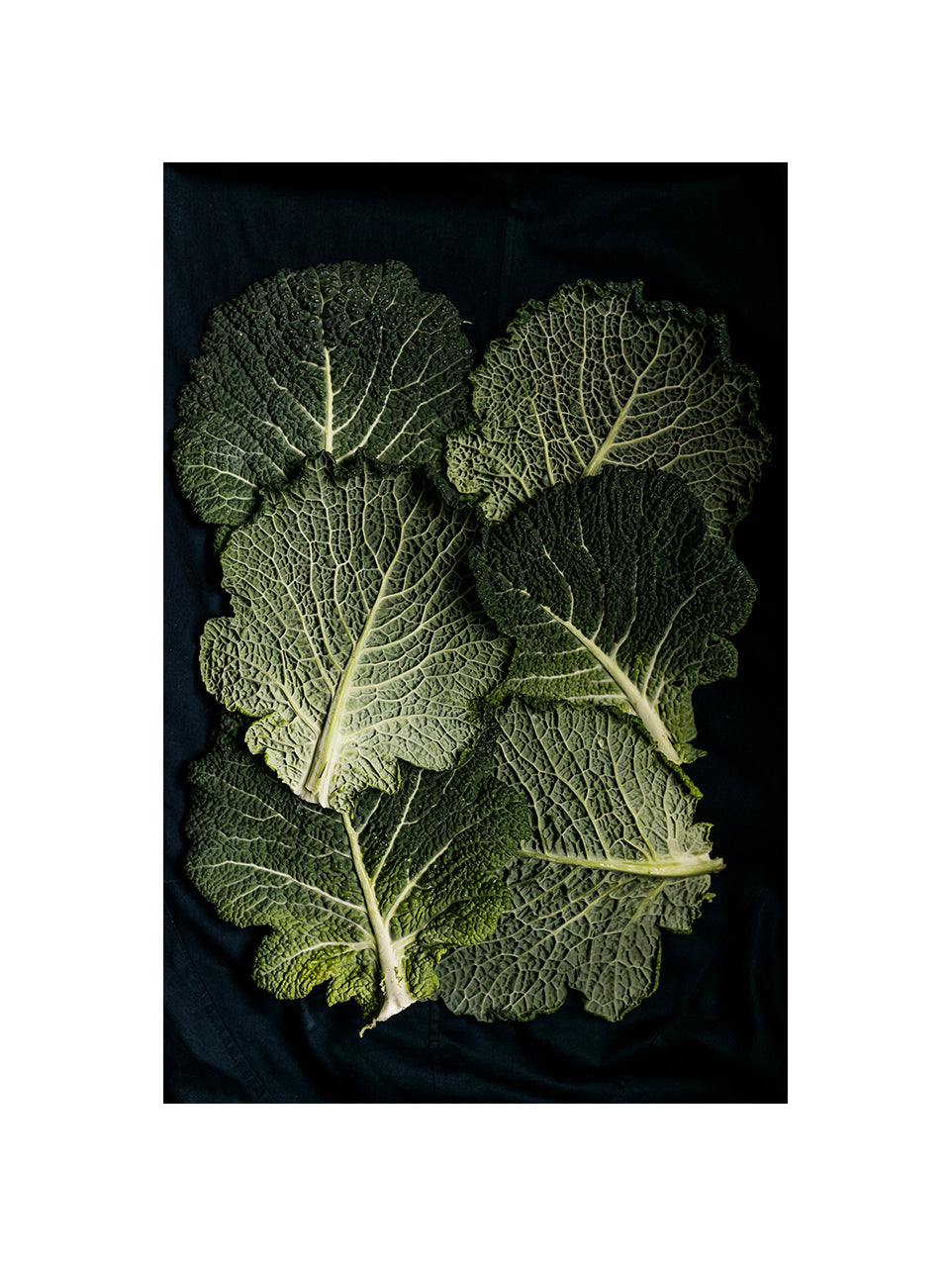 Cabbage Leaves