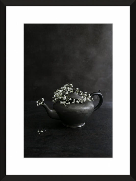 Gypsophila paniculata II