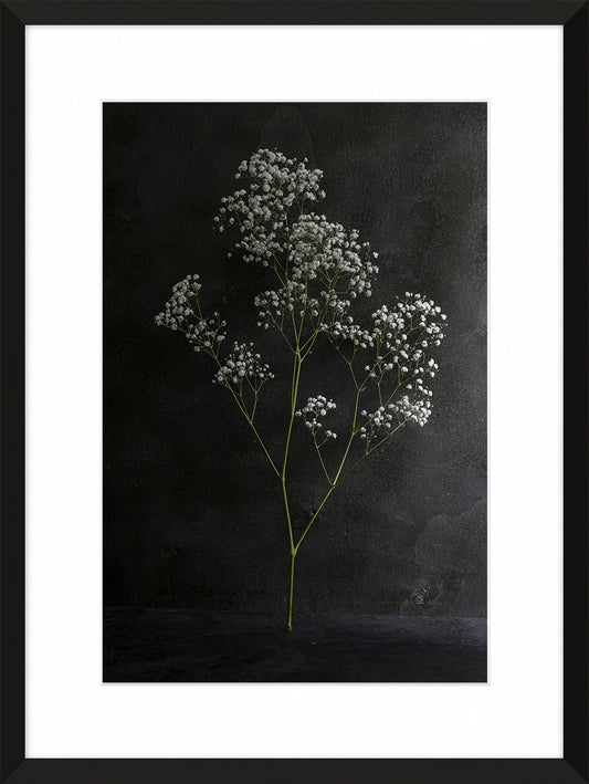 Gypsophila paniculata III