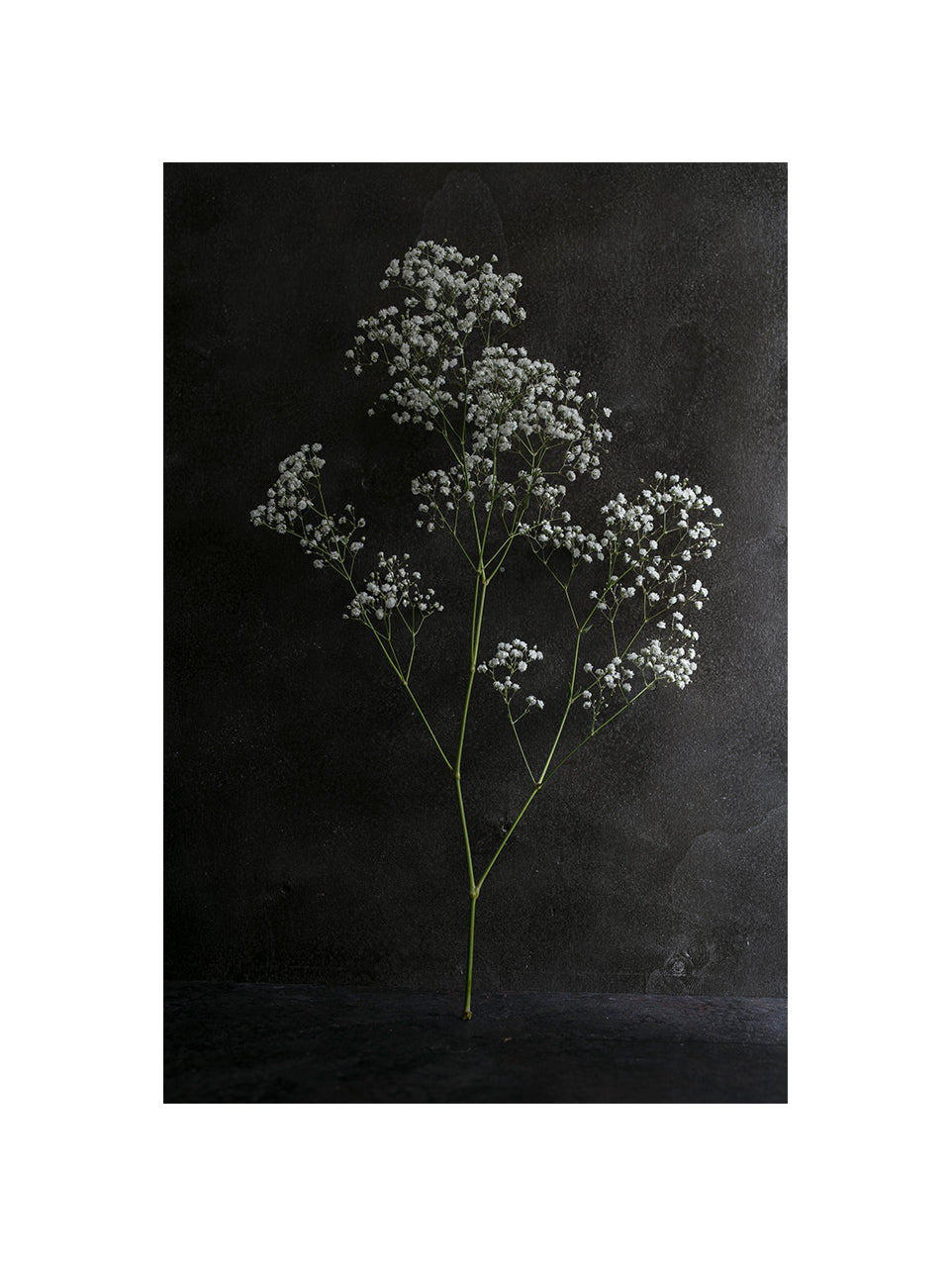 Gypsophila paniculata III