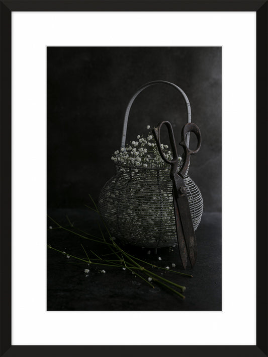 Gypsophila paniculata IV