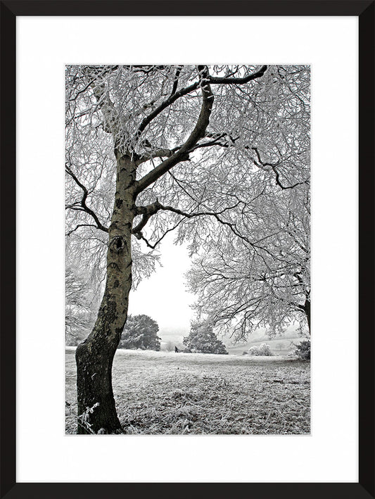 Homeward Bound - Surrey