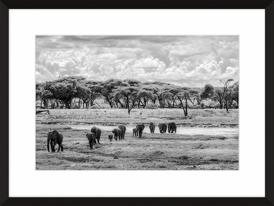 Elephants March
