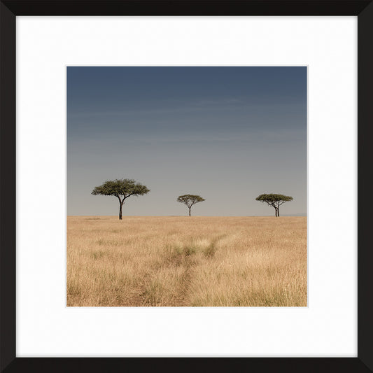 The Serengeti
