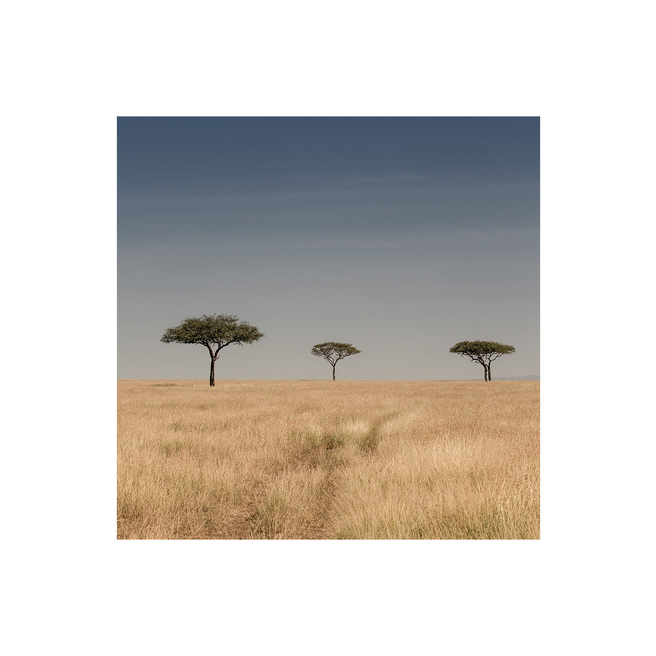 The Serengeti