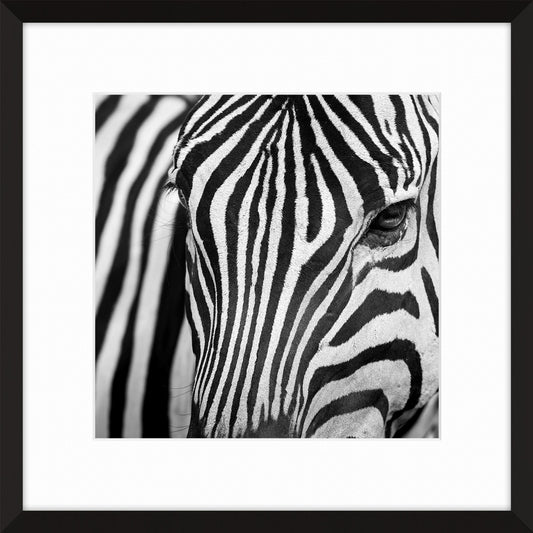 Zebra I