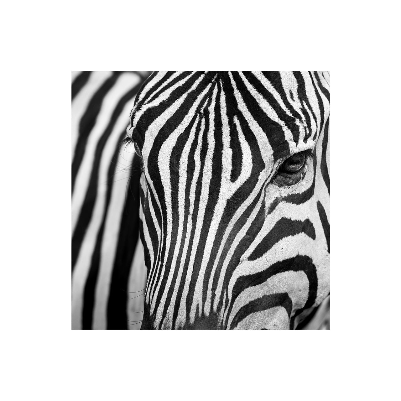 Zebra I