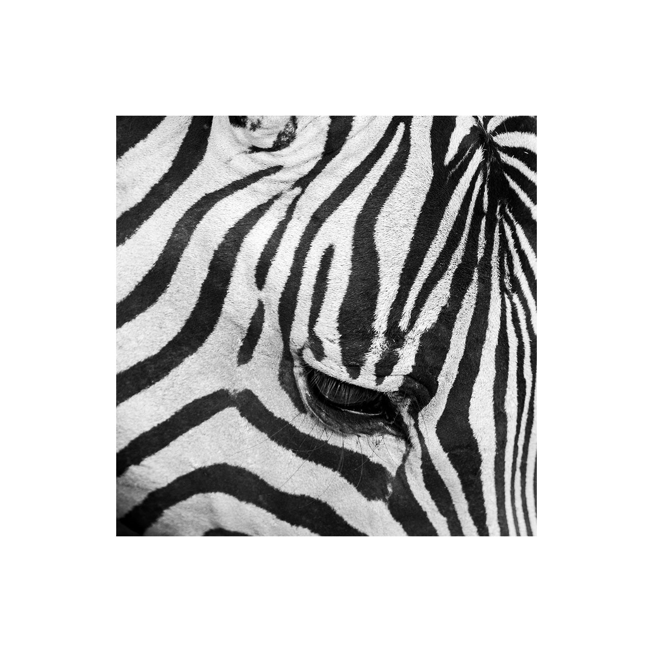 Zebra III