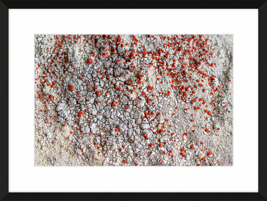 Patina and Decay, Red I