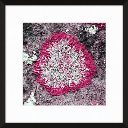 Patina and Decay, Pink V