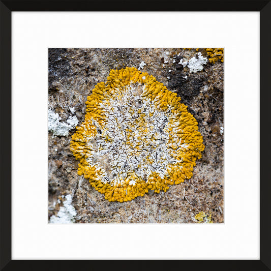 Patina and Decay, Yellow IV