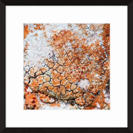 Patina and Decay, Orange XI