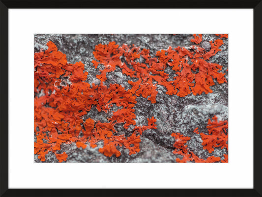 Patina and Decay, Orange XII