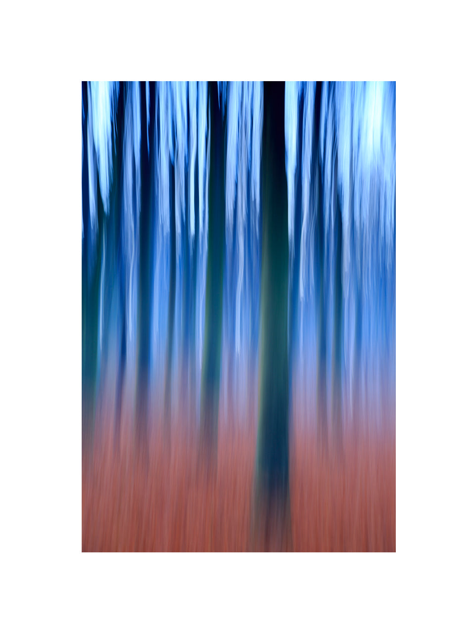 In the Forest I, 2013