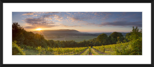 Denbies and Box Hill, 2014