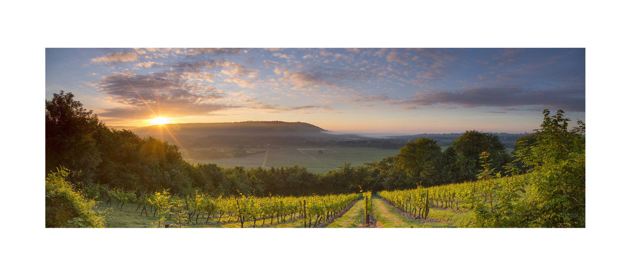 Denbies and Box Hill, 2014