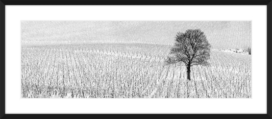 Denbies In Winter I, 2009