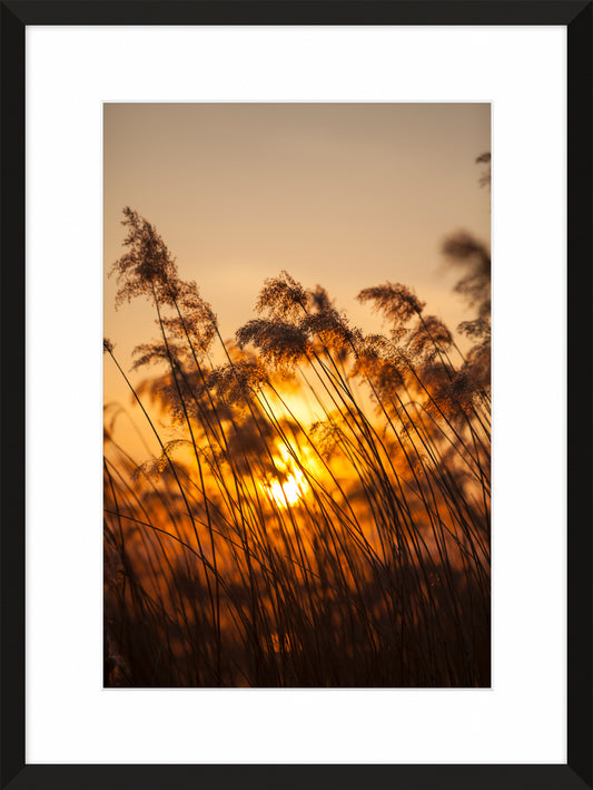 Frensham Great Pond, 2009