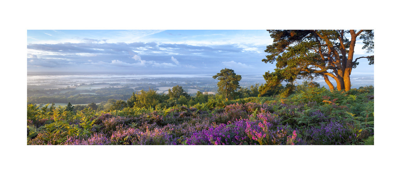 Leith Hill I, 2010