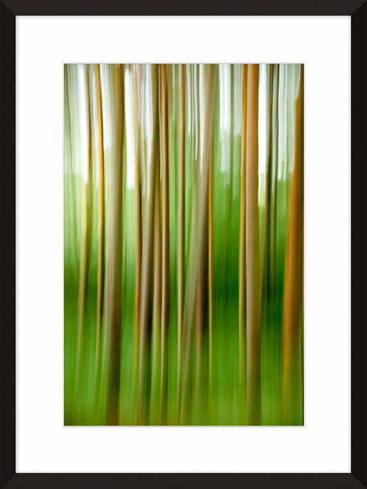 In the Forest XXII , 2012