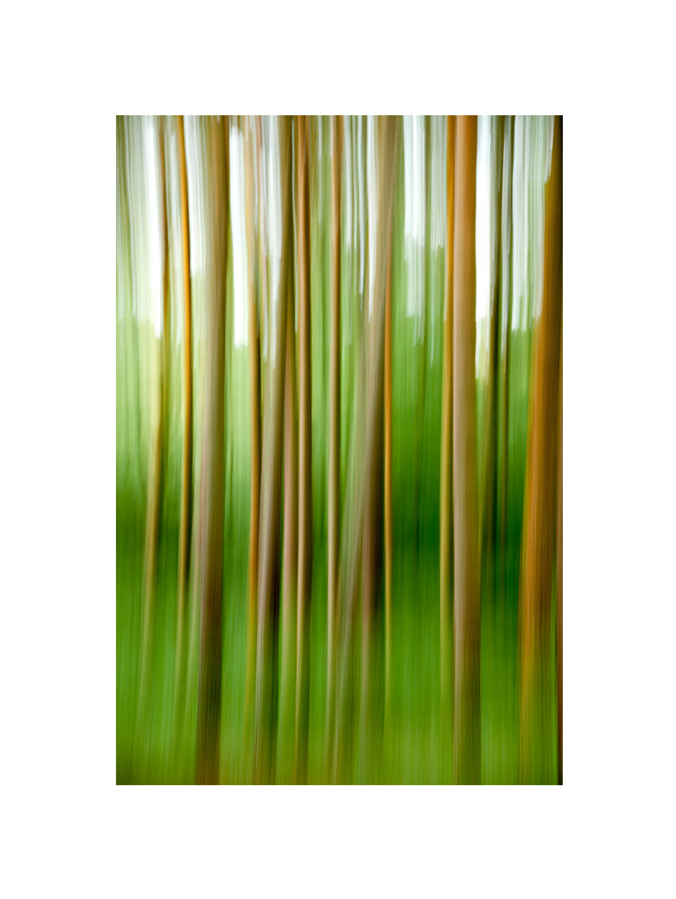 In the Forest XXII , 2012