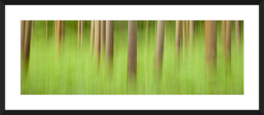 In the Forest X, 2012