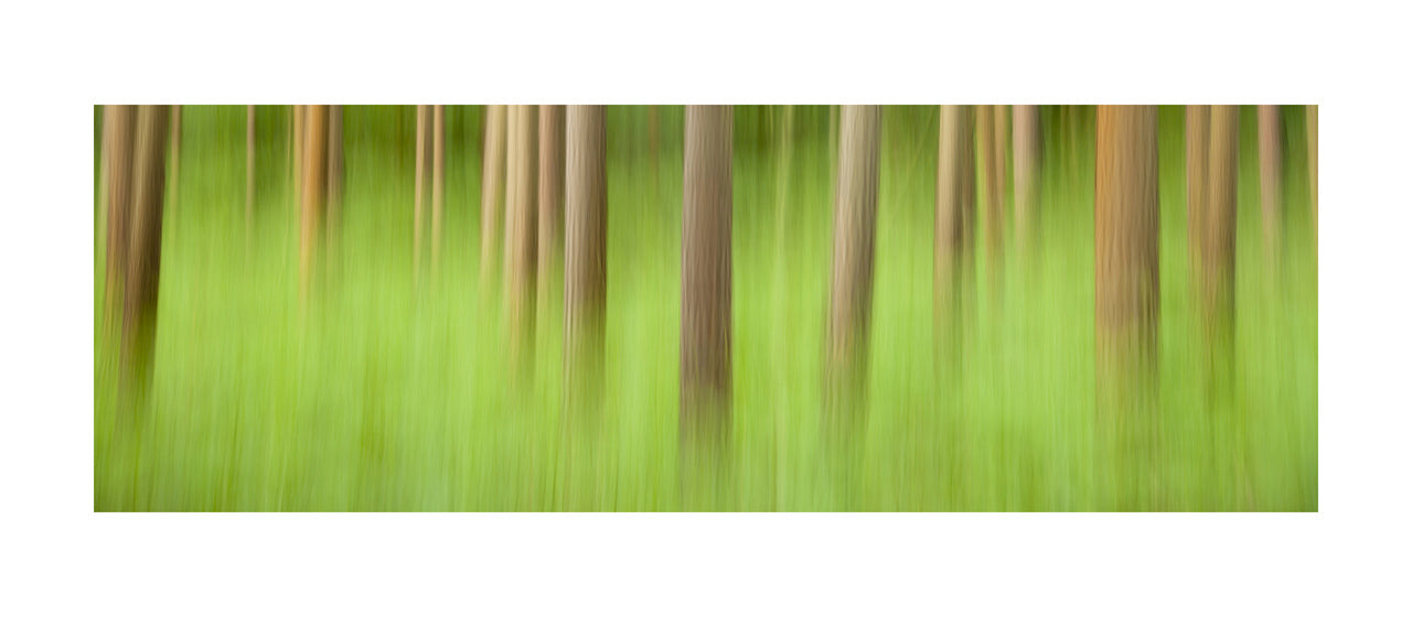 In the Forest X, 2012