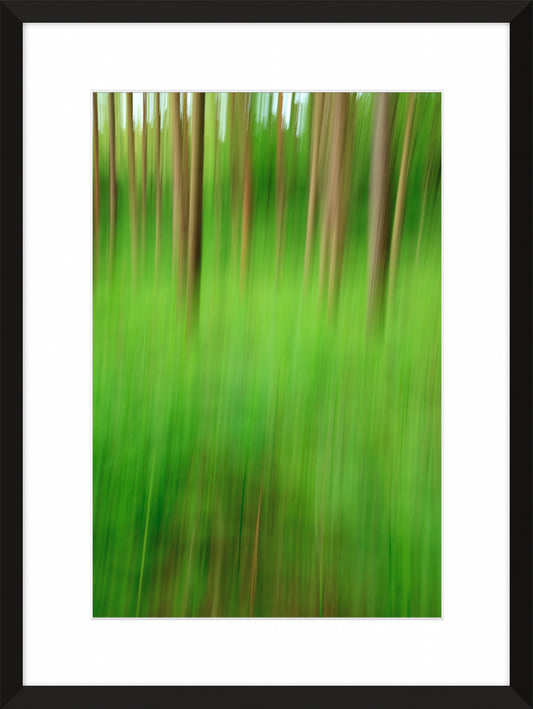 In the Forest XI, 2012