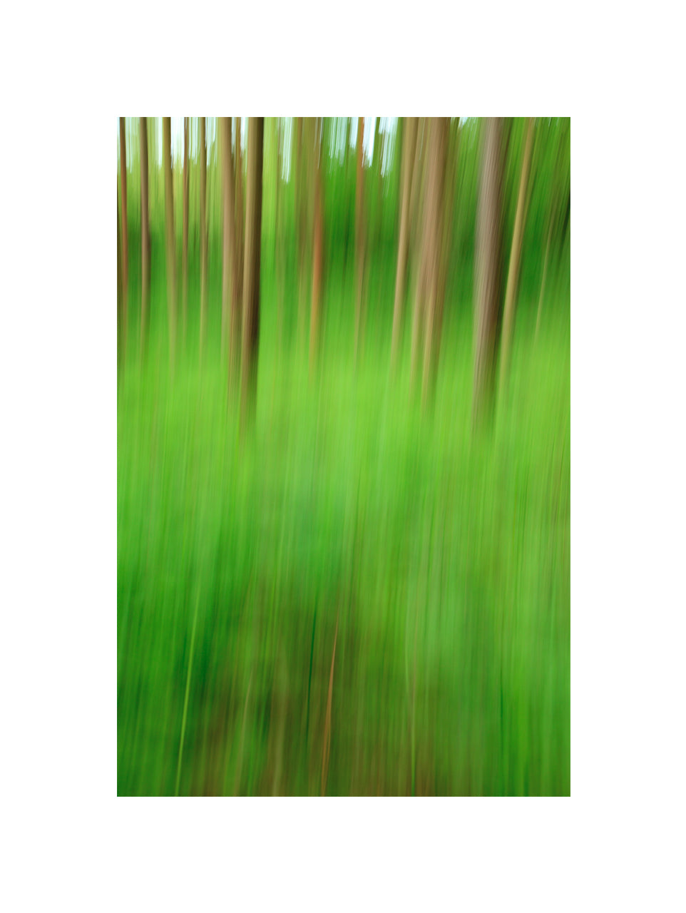 In the Forest XI, 2012