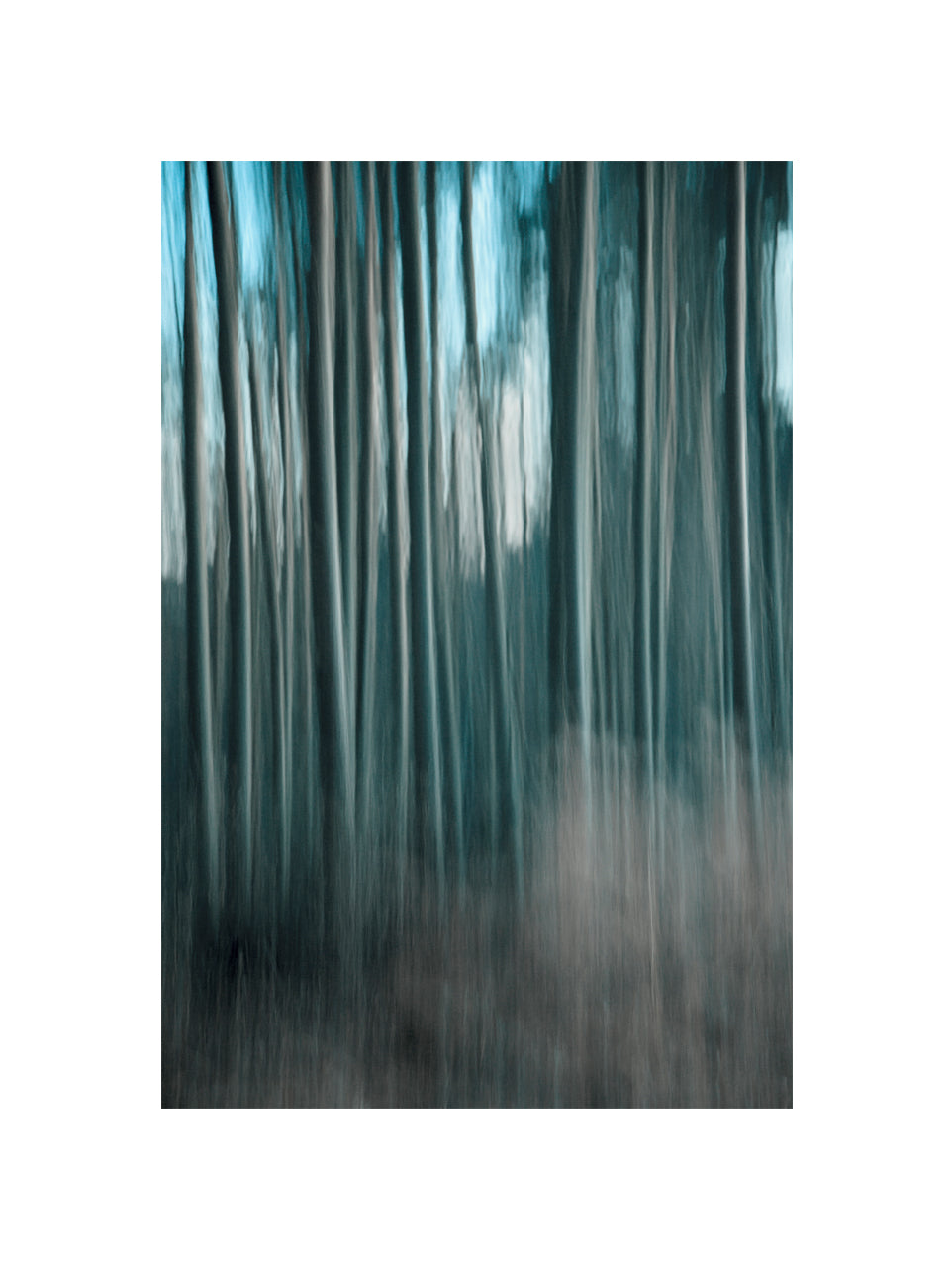 In the Forest I, 2011