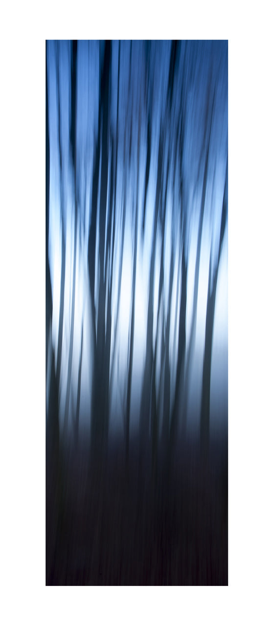 In the Forest VIII, 2012