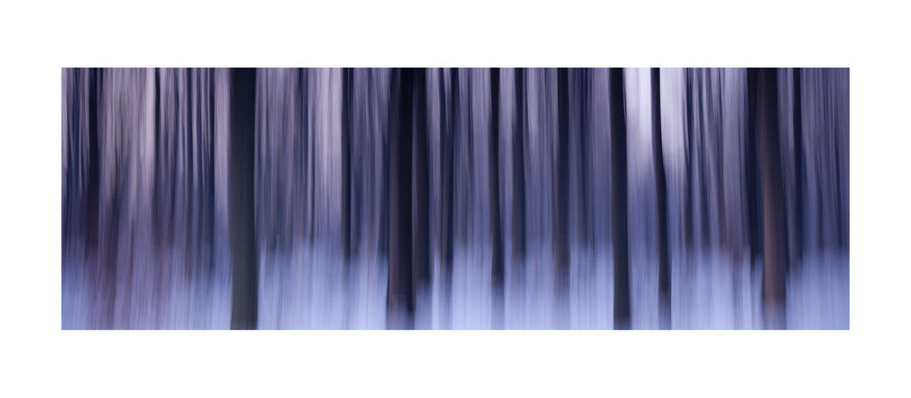 In the Forest XIII, 2012