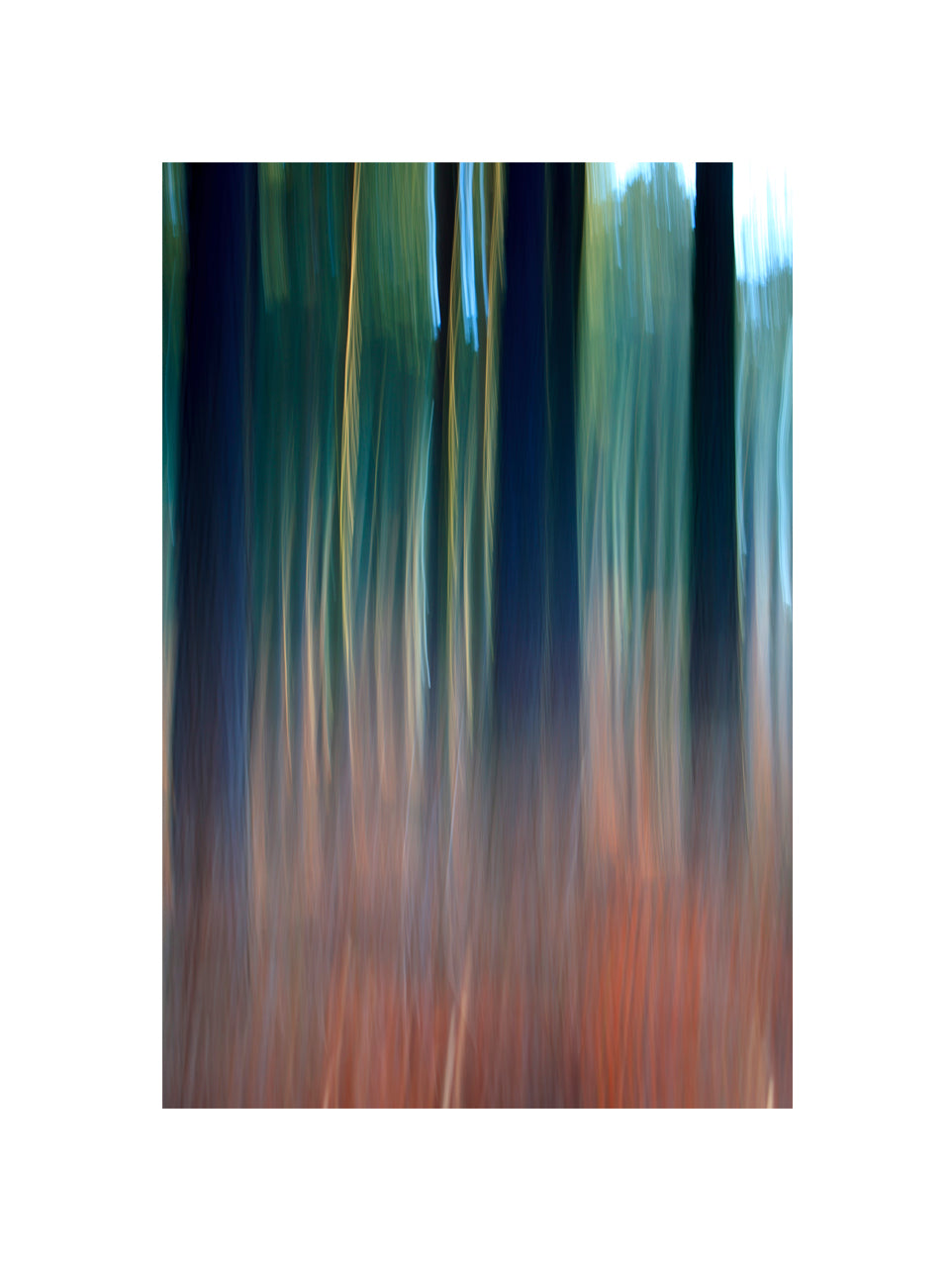 In the Forest III, 2013