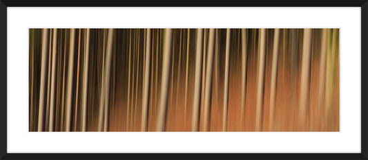 In the Forest XIV, 2012