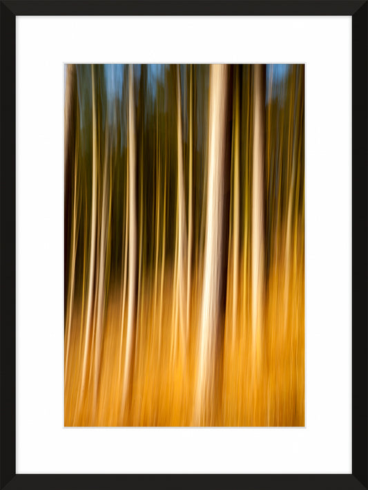 In the Forest XV, 2012