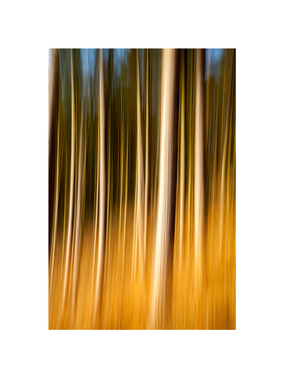 In the Forest XV, 2012