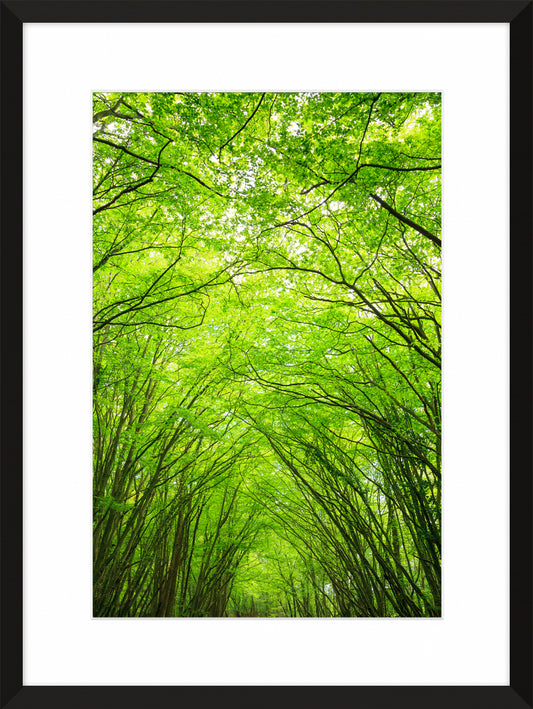 Beneath The Canopy, 2012