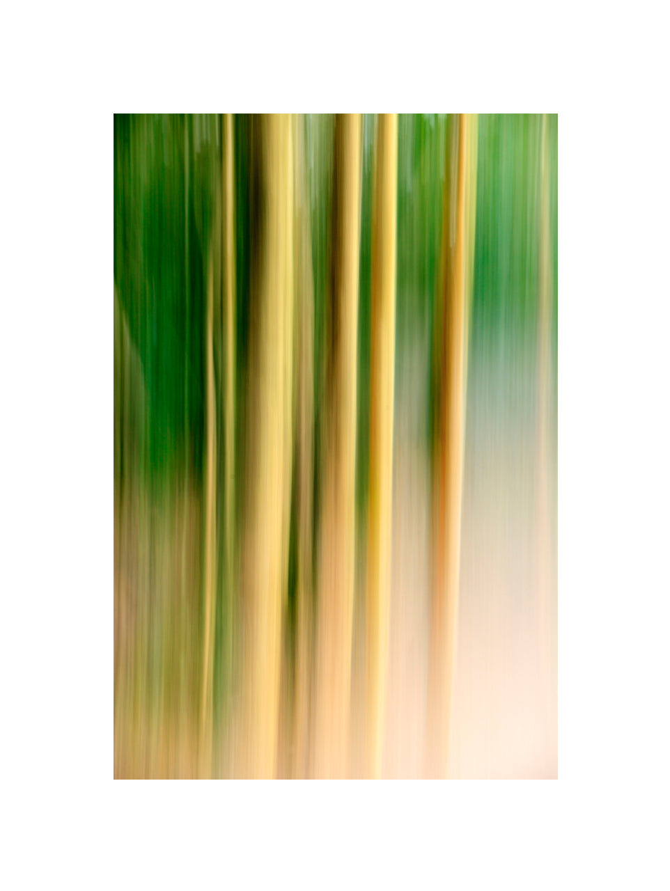 In the Forest II, 2013