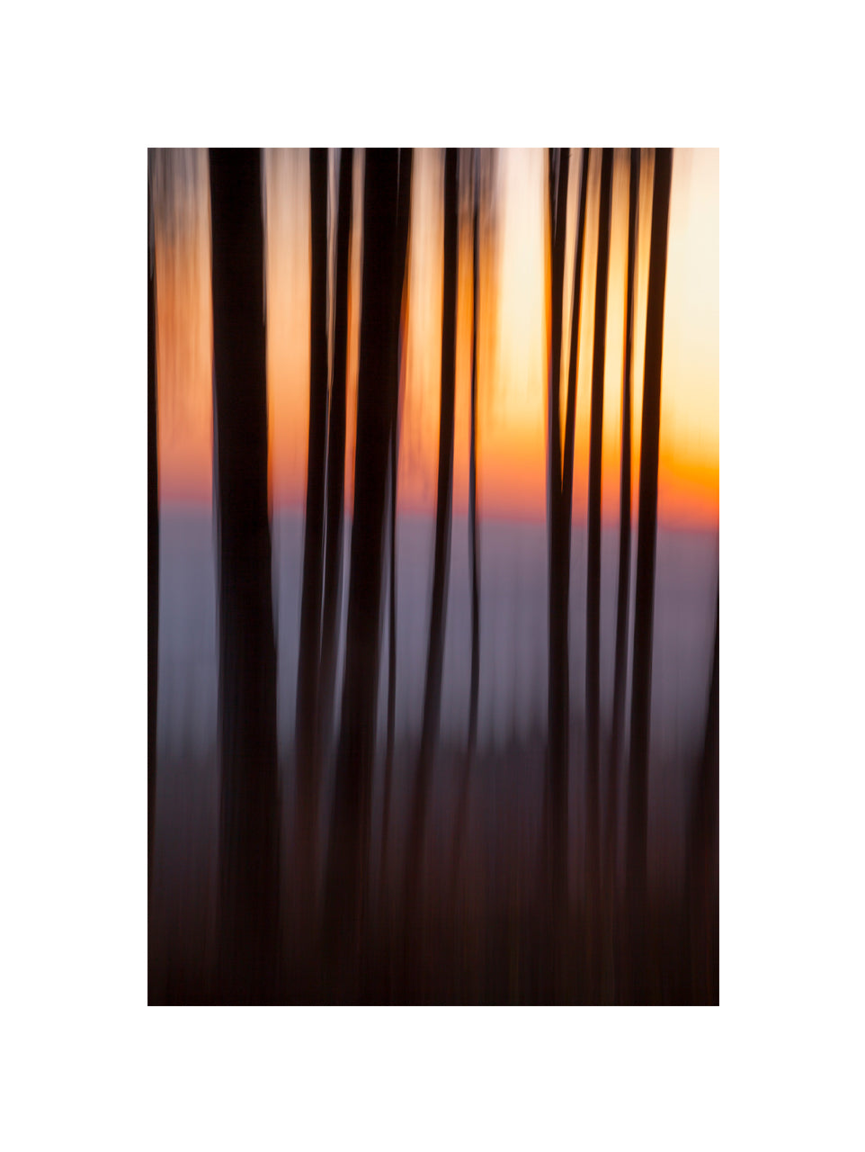 In the Forest III, 2012