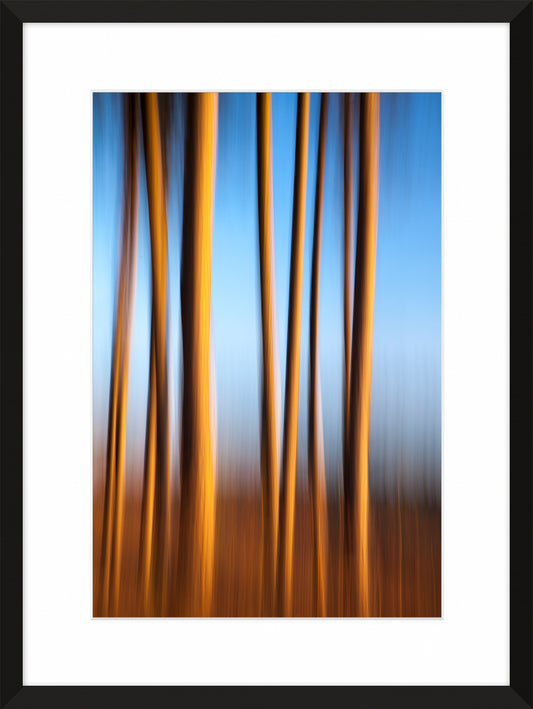 In the Forest IV, 2012