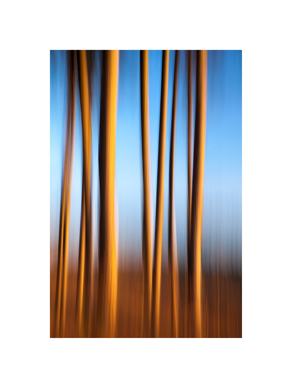 In the Forest IV, 2012