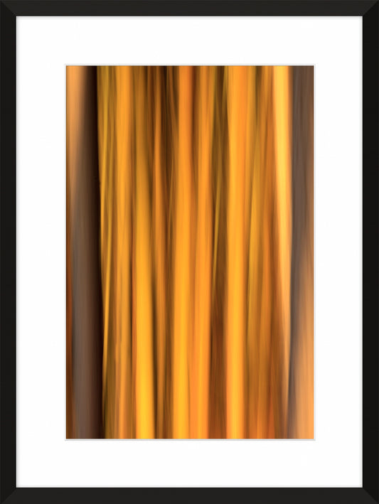 In the Forest V, 2012