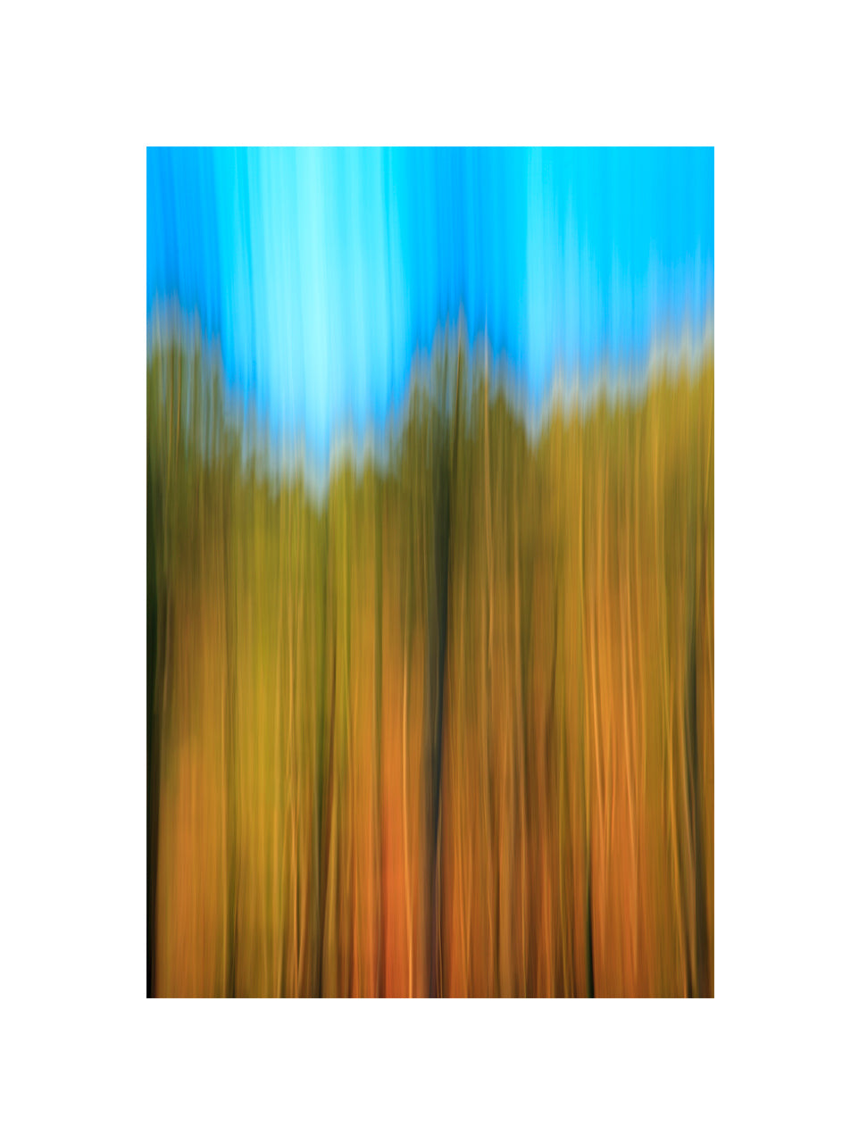 In the Forest VII, 2012