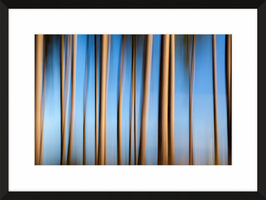 In the Forest VI, 2012