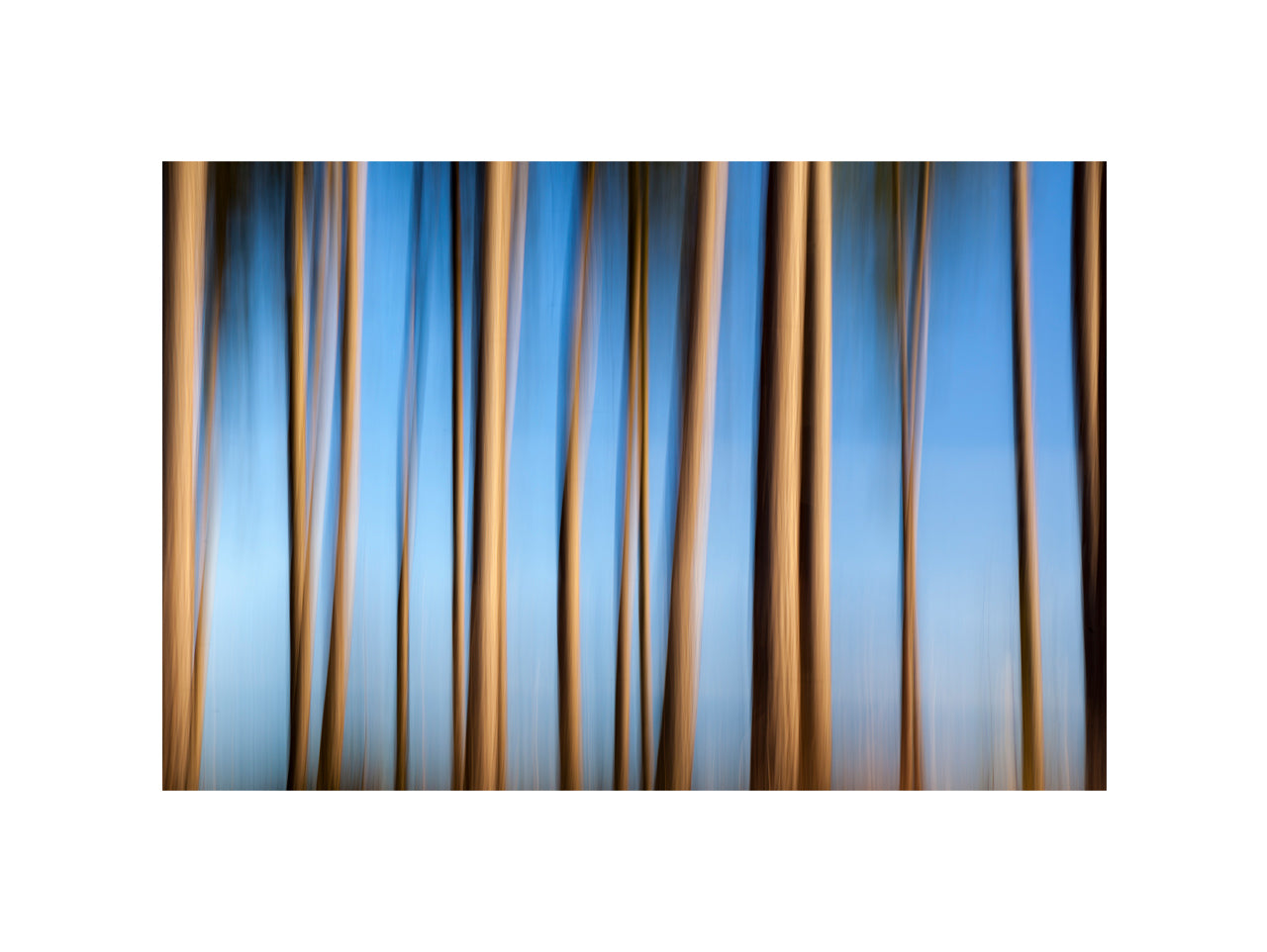 In the Forest VI, 2012