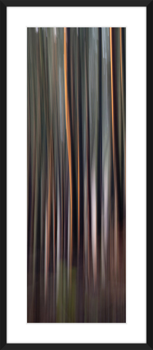 In the Forest XVIII, 2012