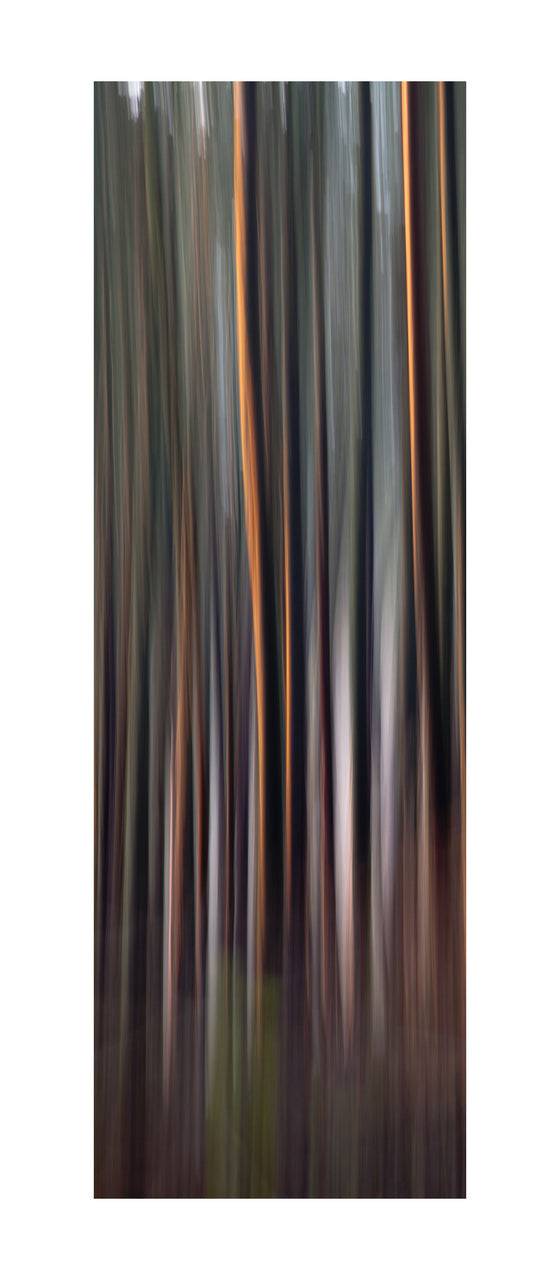 In the Forest XVIII, 2012