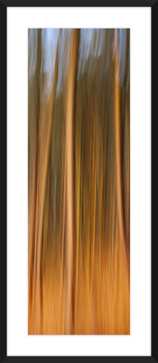 In the Forest XIX, 2012