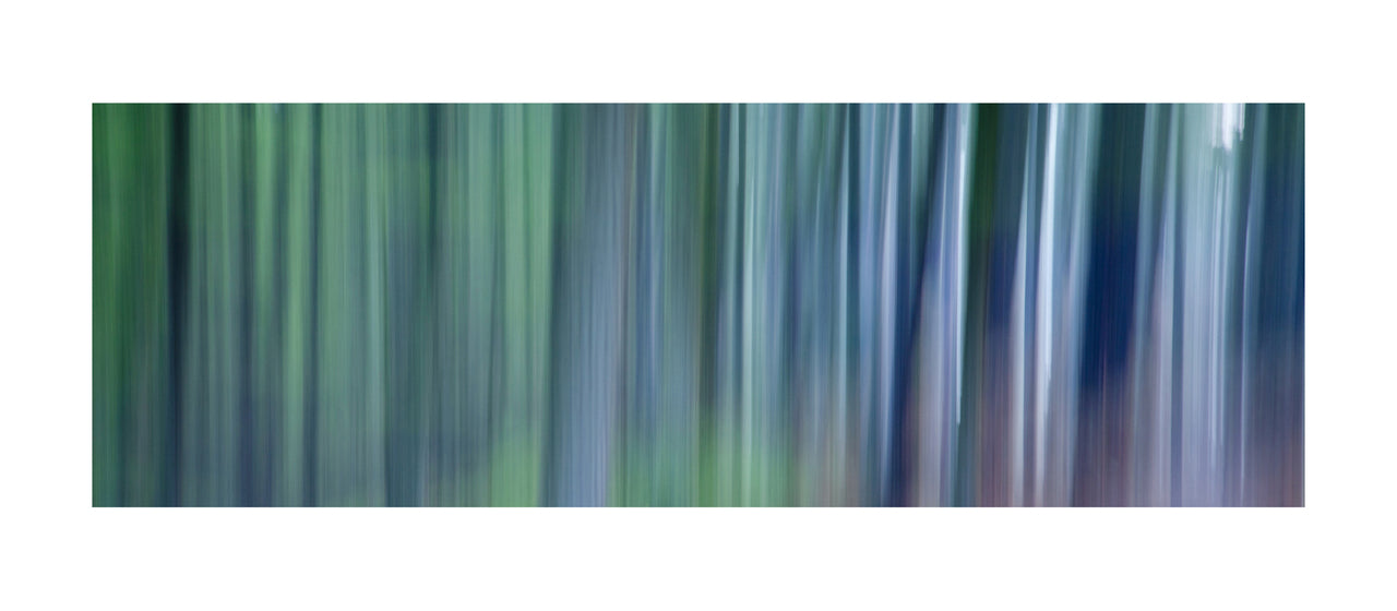 In the Forest XVII, 2012